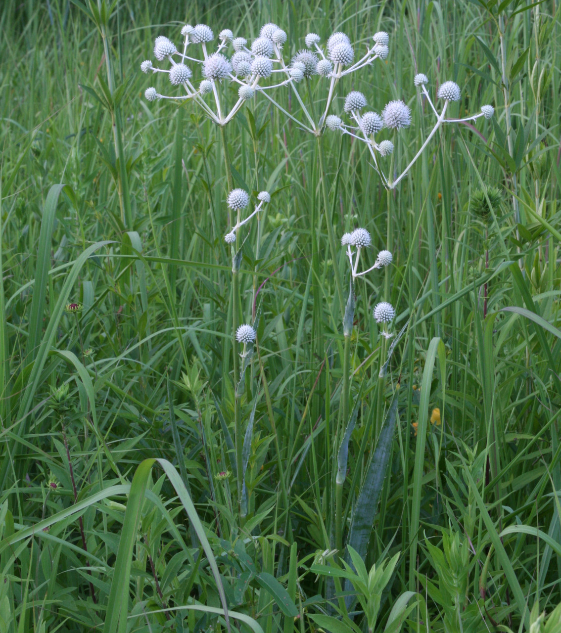 Eryngium yuccifolium (Rattlesnake Master)